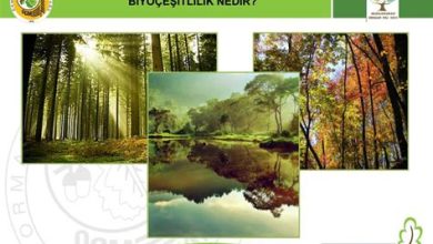 Biyoçeşitlilik Koruma Projeleri: Orman ve Bitki Hayatı